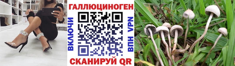 Галлюциногенные грибы Psilocybe  Зея 
